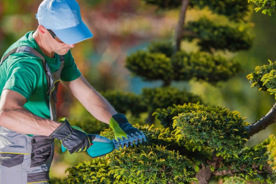 Trees and Shrubs in Edmonton